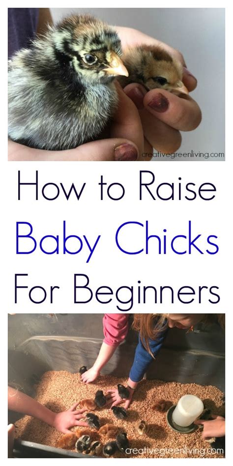 How Often to Feed Baby Chicks: A Comprehensive Guide to Raising Healthy Chicks